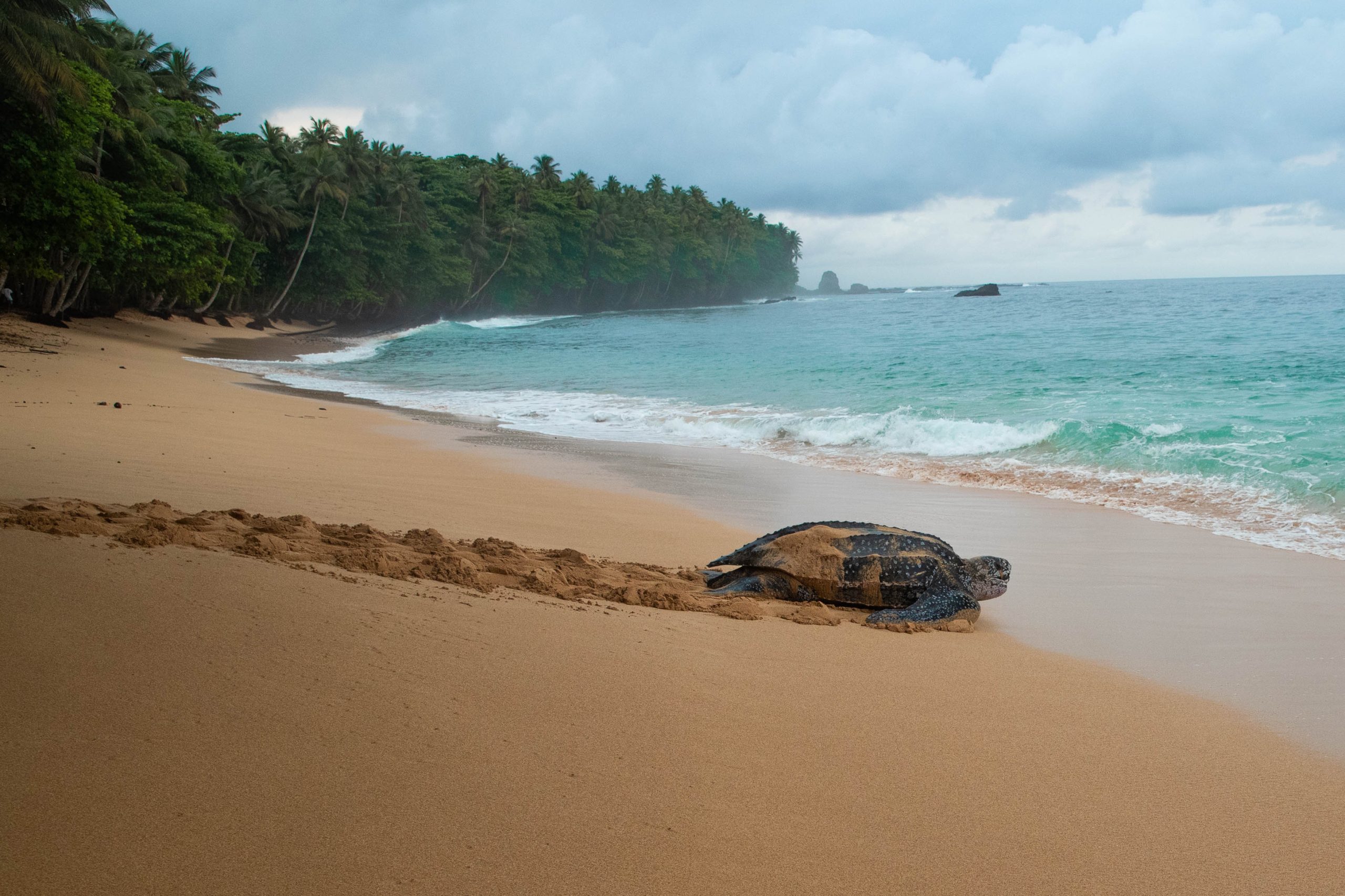 São Tomé (ambiental) 🇸🇹